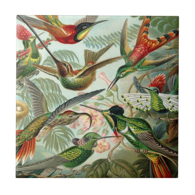 Ernst Haeckel Art Print: Trochilidae Tile (Front)