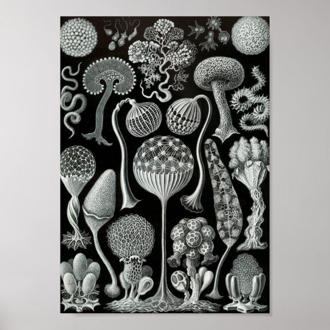Ernst Haeckel Art Sea Life 11" x 8.5 Poster (Front)