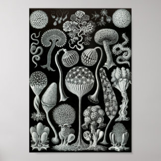 Ernst Haeckel Art Sea Life 11" x 8.5 Poster