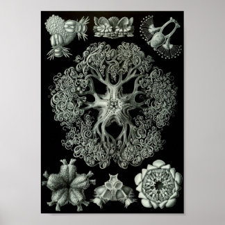 Ernst Haeckel Art Sea Life 11" x 8.5 Poster