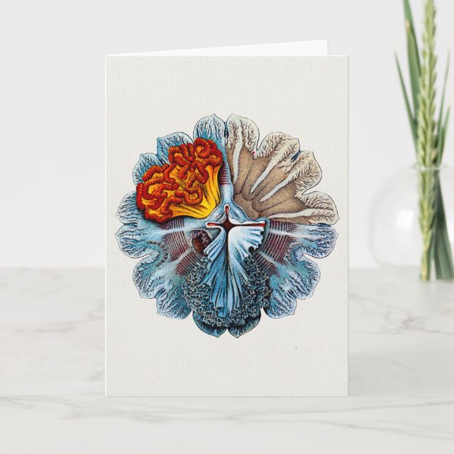 Ernst Haeckel Artforms Of Nature Greeting Card (Front)
