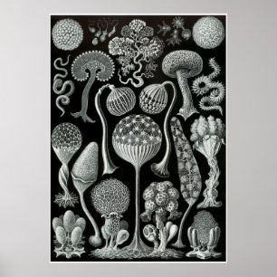 Ernst Haeckel Artforms Of Nature Print