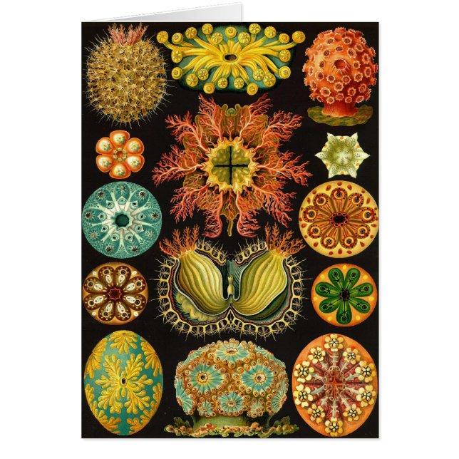 Ernst Haeckel - Ascidiae (Front)