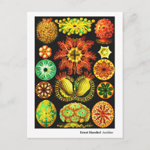 Ernst Haeckel Ascidiae Announcement Postcard