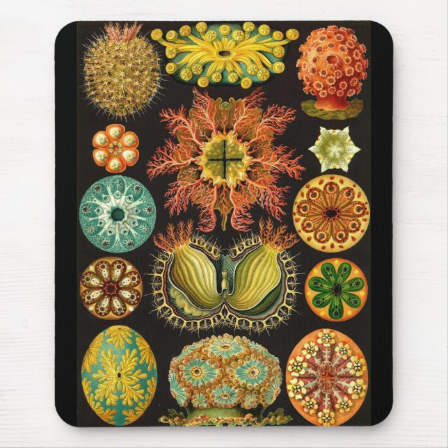 Ernst Haeckel - Ascidiae Mouse Mat (Front)
