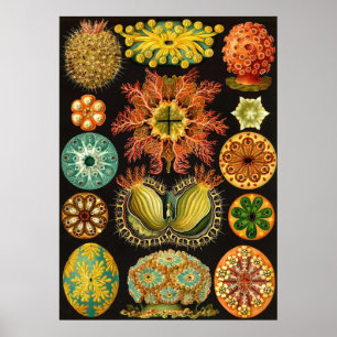 Ernst Haeckel - Ascidiae Poster