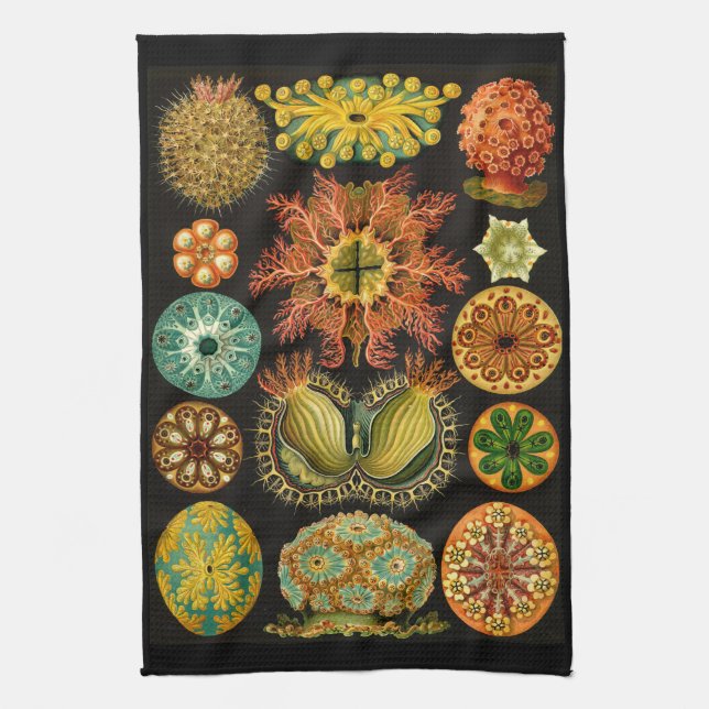 Ernst Haeckel Ascidiae Sea Life Illustration Tea Towel (Vertical)