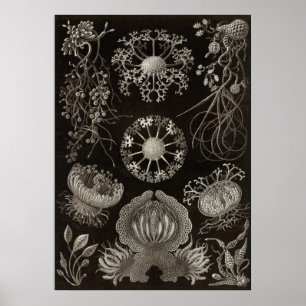 Ernst Haeckel - Ascomycetes Poster