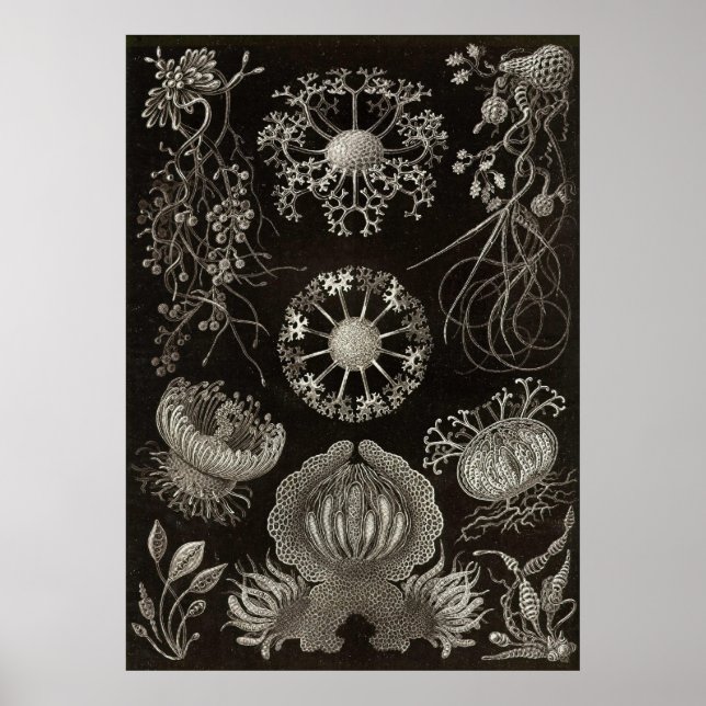 Ernst Haeckel - Ascomycetes Poster (Front)