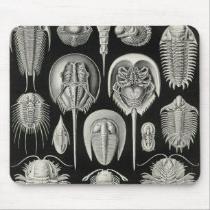 Ernst Haeckel - Aspidonia Detail Mouse Mat