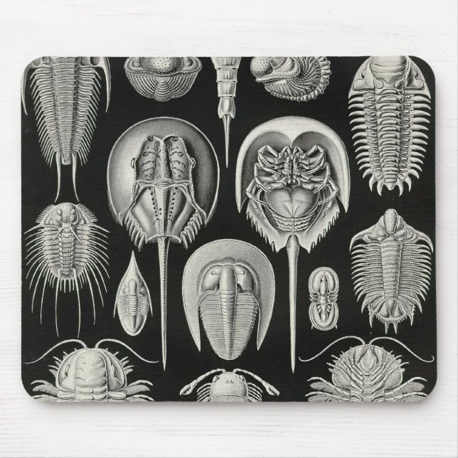 Ernst Haeckel - Aspidonia Detail Mouse Mat (Front)