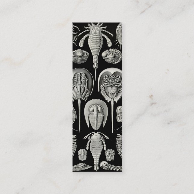 Ernst Haeckel Aspidonia Mini Business Card (Front)