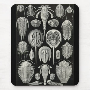 Ernst Haeckel - Aspidonia Mouse Mat