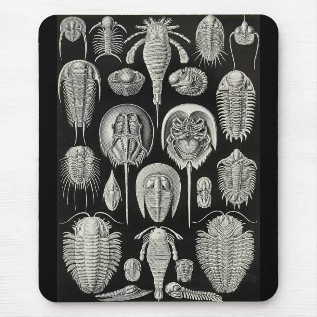 Ernst Haeckel - Aspidonia Mouse Mat (Front)