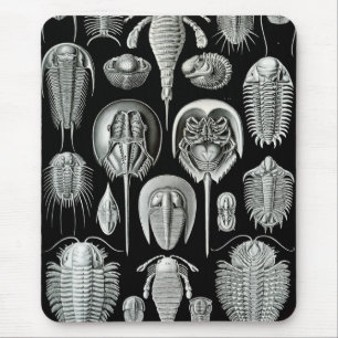 Ernst Haeckel - Aspidonia Mouse Mat