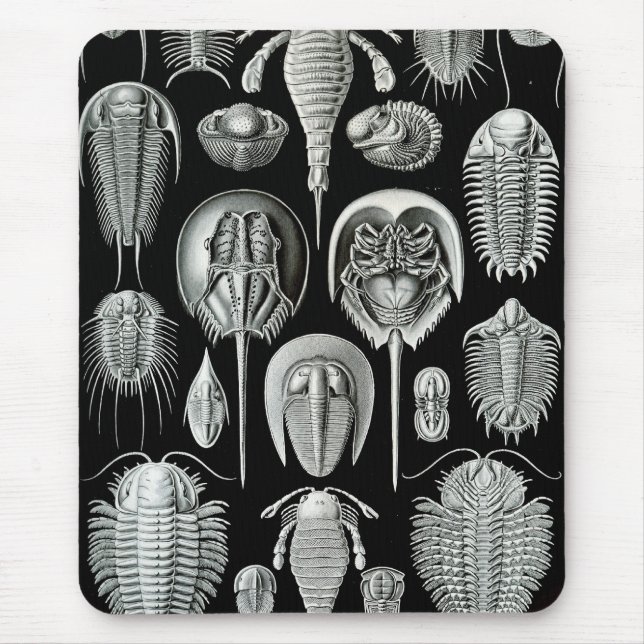 Ernst Haeckel - Aspidonia Mouse Mat (Front)