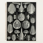 Ernst Haeckel - Aspidonia