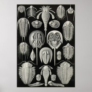 Ernst Haeckel - Aspidonia Poster