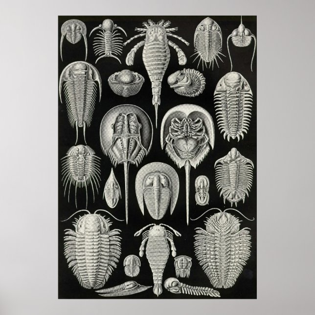 Ernst Haeckel - Aspidonia Poster (Front)