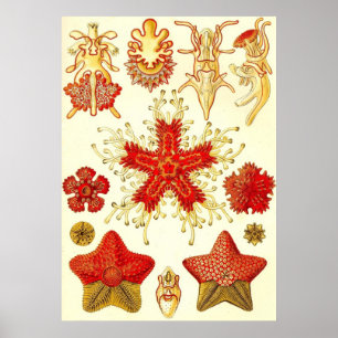 Ernst Haeckel - Asteridea Poster