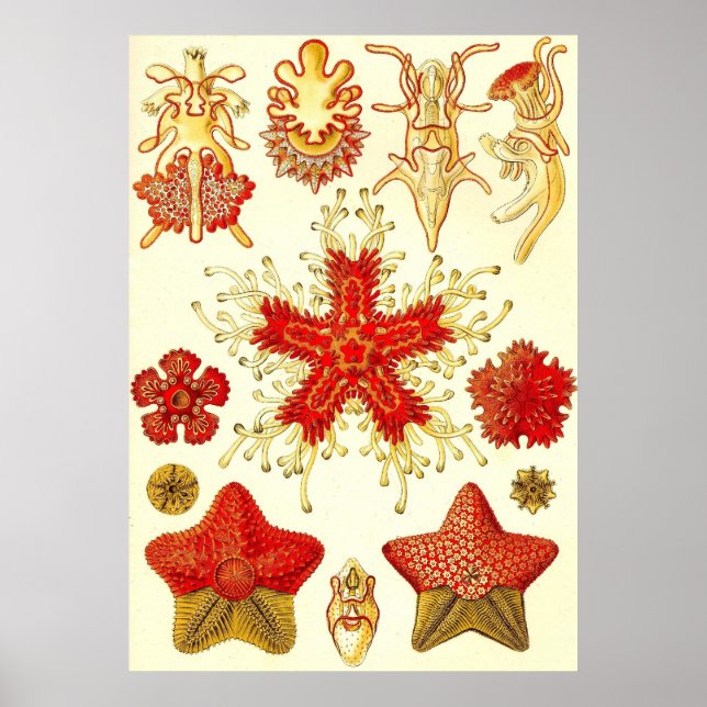 Ernst Haeckel - Asteridea Poster (Front)
