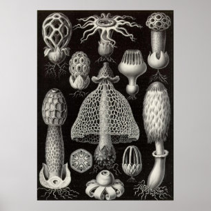 Ernst Haeckel - Basimycetes Mushrooms Poster