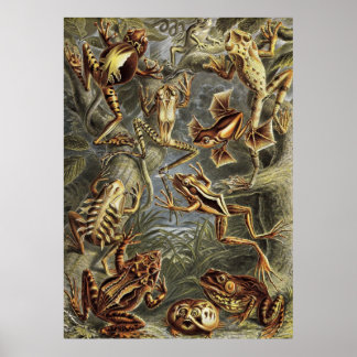 Ernst Haeckel - Batrachia Frogs Poster
