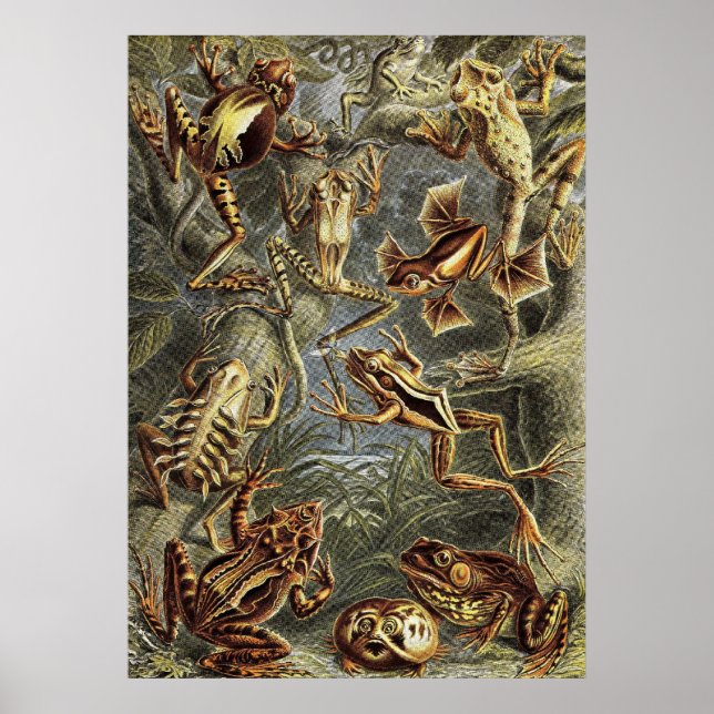 Ernst Haeckel - Batrachia Frogs Poster (Front)