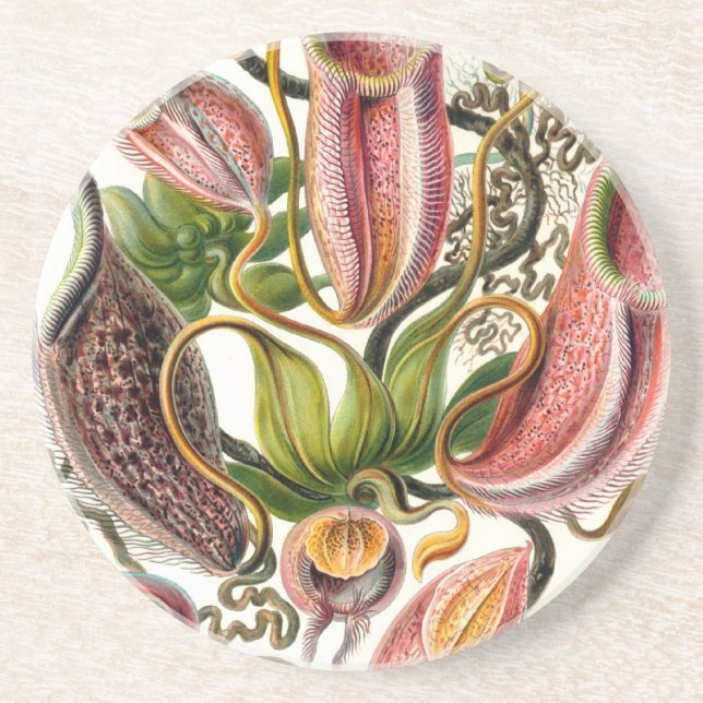 ernst haeckel botanical art coaster (Front)
