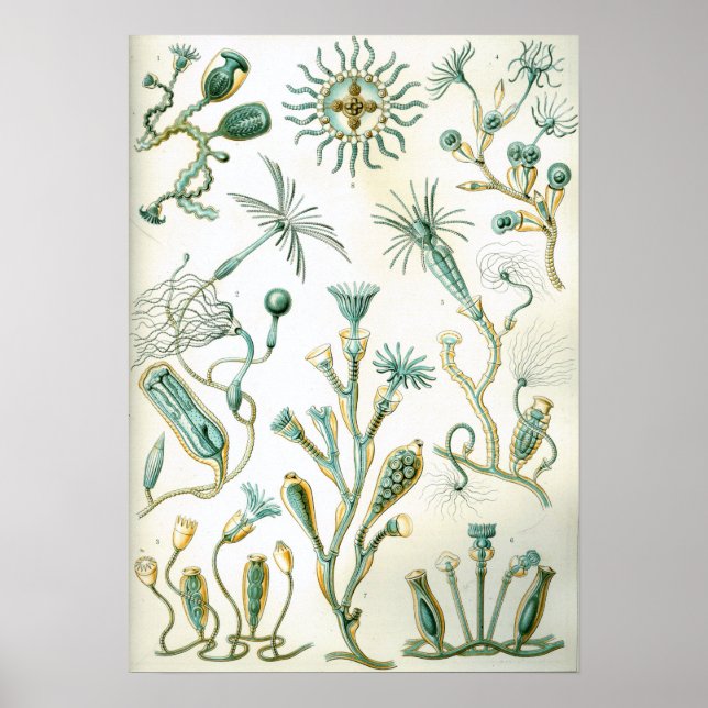Ernst Haeckel Campanariae Poster (Front)