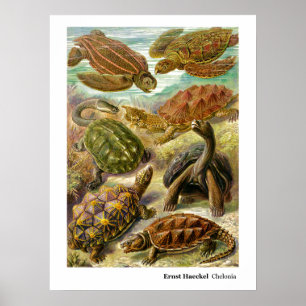 Ernst Haeckel Chelonia Poster