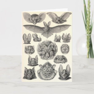 Ernst Haeckel — Chiroptera Bats Card