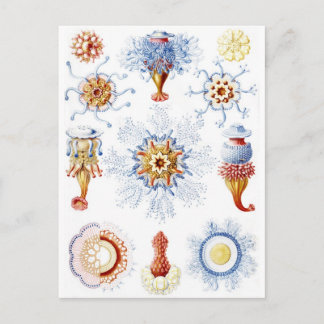 Ernst Haeckel Colourful Siphonophorae 2 Postcard