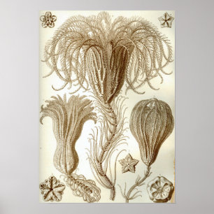 Ernst Haeckel Crinoidea feather stars Poster
