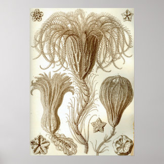 Ernst Haeckel Crinoidea feather stars Poster