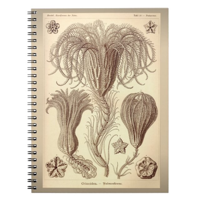 Ernst Haeckel- Crinoids Notebook (Front)