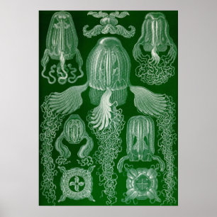 Ernst Haeckel - Cubomedusae Jellyfish Poster