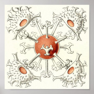 Ernst Haeckel - Desmidiea Detail Portfolio Poster