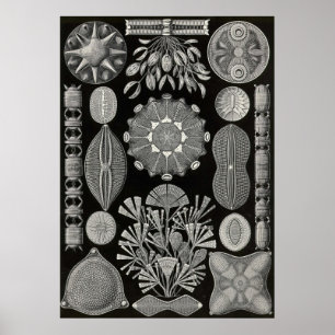 Ernst Haeckel - Diatomea2 Poster