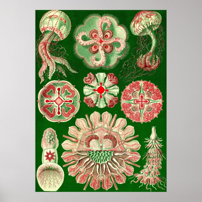 Ernst Haeckel - Discomedusae5 Poster (Front)