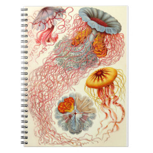 Ernst Haeckel "Discomedusae - Desmonema" Notebook
