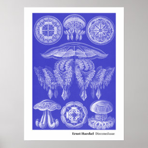 Ernst Haeckel Discomedusae III Poster