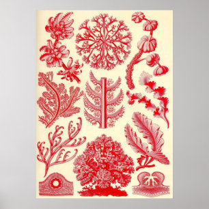 Ernst Haeckel - Florideae Poster