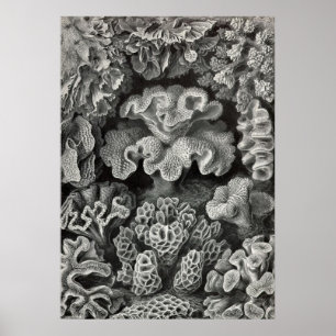 Ernst Haeckel - Hexacoralla2 Coral Poster