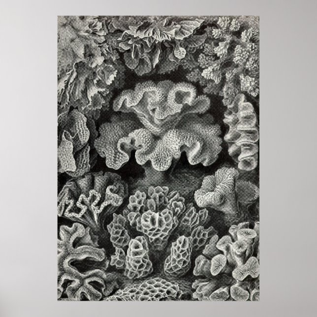 Ernst Haeckel - Hexacoralla2 Coral Poster (Front)