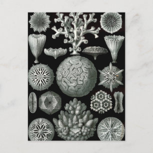 Ernst Haeckel Hexacorallia Coral Postcard