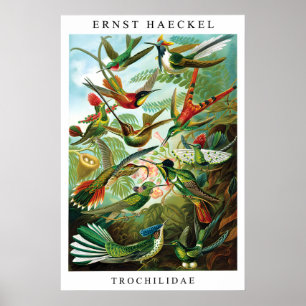 Ernst Haeckel Hummingbird (Trochilida) Print