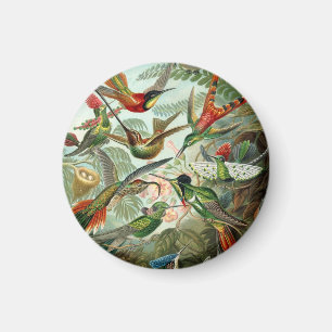 Ernst Haeckel Hummingbirds - Art Forms of Nature Magnet