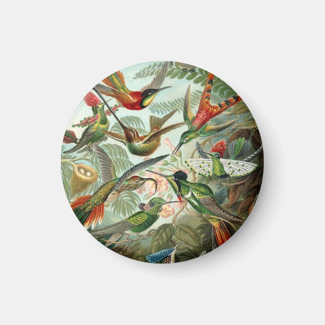 Ernst Haeckel Hummingbirds - Art Forms of Nature Magnet (Front)
