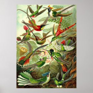 Ernst Haeckel — Hummingbirds Trochilidae Poster